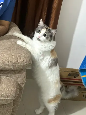 Female cat for free adoption
