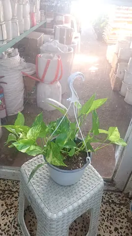 Golden Pothos