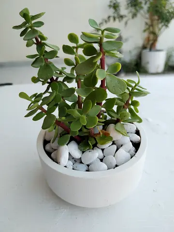 Jade Plant in White Pot