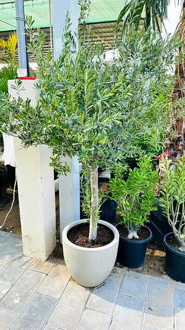 Potted Olive Tree (Mature) in White Ceramic Planter