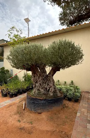 Mature Olive Tree in Large Planter — Ready for Garden