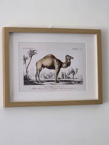Framed pictute of  a one humped Camel
