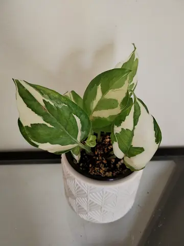 Small Variegated Indoor Pothos in Decorative Pot