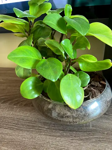 Green Potted Indoor Plant in Glass Bowl