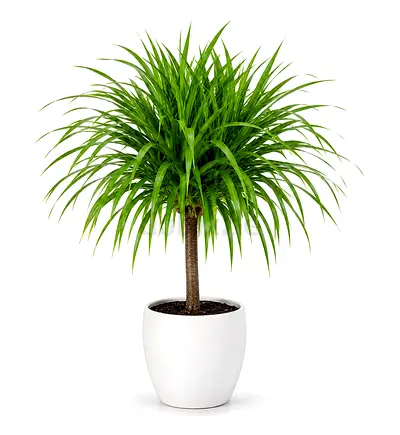 Viva Verda Thailand Dragon Tree (Dracaena) 60–80 cm in Ceremic Pot | Imported from Thailand