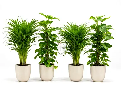 Viva Verda Premium Holland Indoor Plants Bundle – 2 Areca Palm + 2 Money Plant in Ceremic Pot