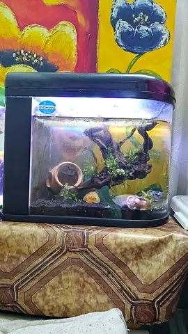 Small home aquarium tank with LED light and decorations polar parrot fishe with that male and female