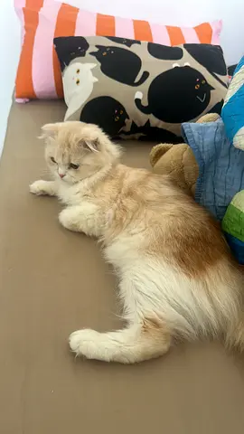 Cat for adoption