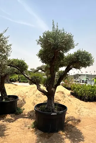 Mature Olive Tree in Large Pot - Ready for Planting