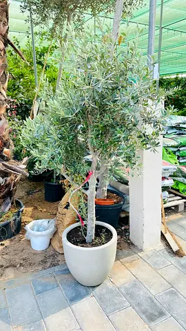 Potted Olive Tree (Mature) in White Ceramic Planter