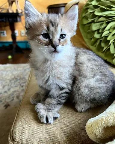 Pixie bob Kittens