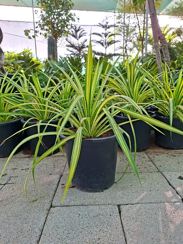 Healthy Spider Plants (Chlorophytum) in Pots - Ready to Repot or Hang