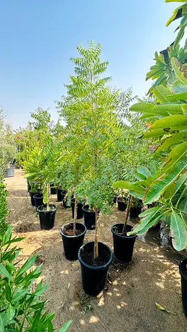 Young potted trees and garden plants - multiple varieties, healthy and ready to transplant