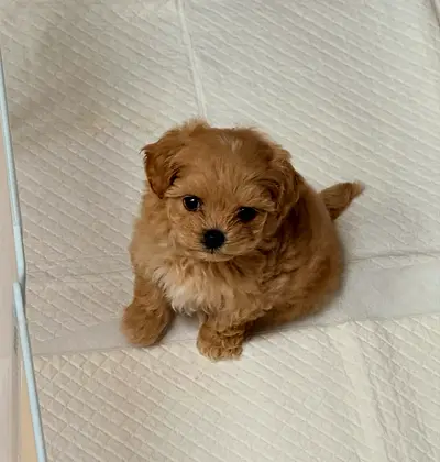 Adorable Teacup Maltipoo Puppy, friendly and vaccinated
