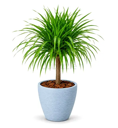 Viva Verda Thailand Dragon Tree (Dracaena) 60–80 cm in Fiber Pot | Imported from Thailand