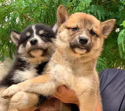 ⭐ Shiba Inu puppy ⭐ 3 months old, ready for its new home