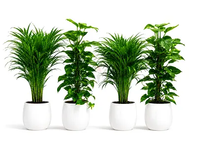 Viva Verda Premium Holland Indoor Plants Bundle – 2 Areca Palm + 2 Money Plant in Fiber Pot