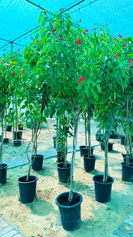 Potted flowering tree saplings on trunks - ready for garden planting (each)