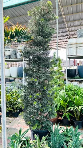Tall Pine Column Tree in Planter - Excellent Condition