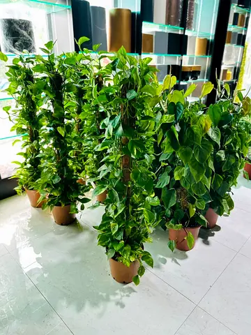 Money plant