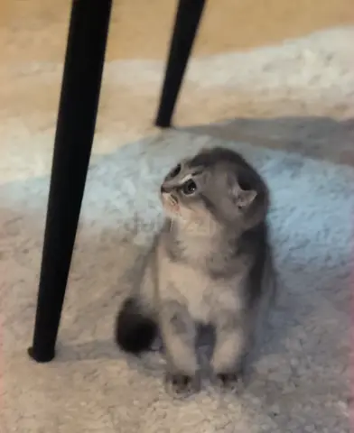 Scottish Fold Kitten