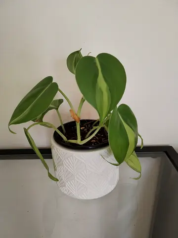Philodendron Brasil in White Pot