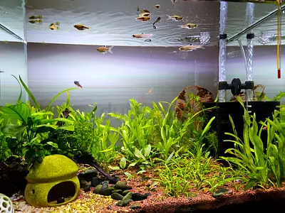 Complete Aquarium set, thriving mini eco system with premium substrate