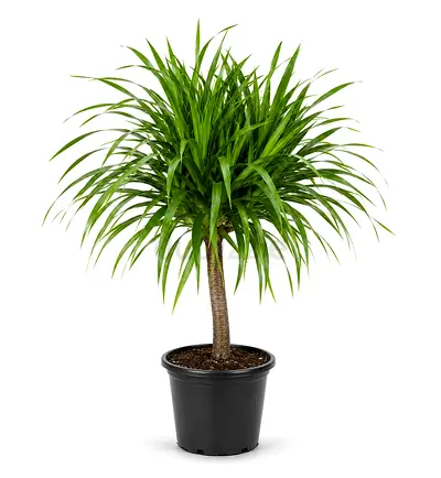 Viva Verda Thailand Dragon Tree (Dracaena) 60–80 cm in Plastic Pot | Imported from Thailand