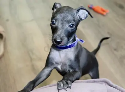 Italian Greyhound puppies