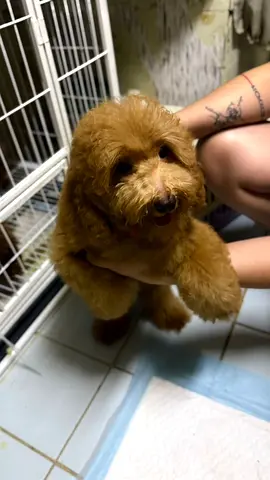 Friendly small brown poodle puppy ready for adoption
