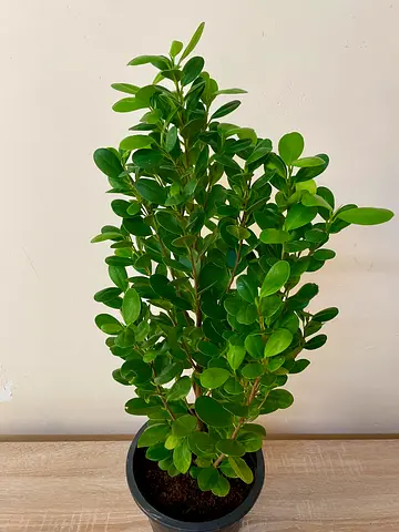 Ficus Microcarpa