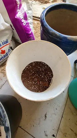 2 Ceramic Plant Pots