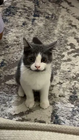 A young male grey and white cat, born in mid-May 2026, is seeking adoption. A small  fee
