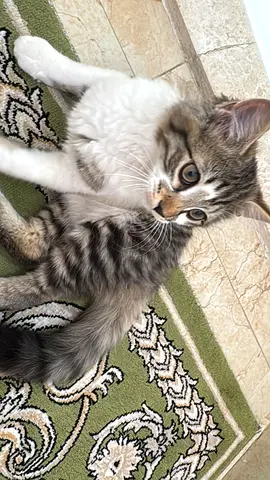 ابوظبي