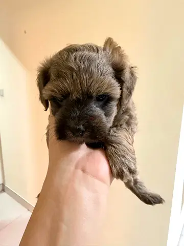 8-week-old mixed breed puppy looking for a loving home