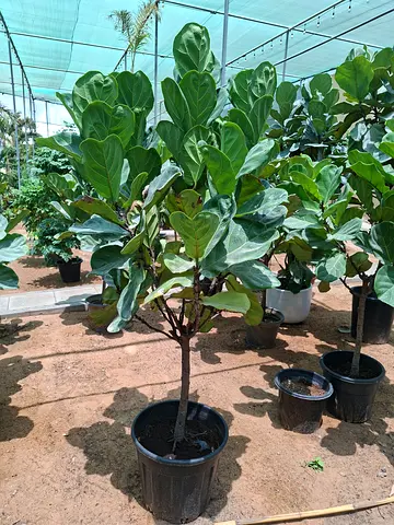 Fiddle Leaf Fig (Large Potted Indoor Plants) - Healthy, Ready to Replant