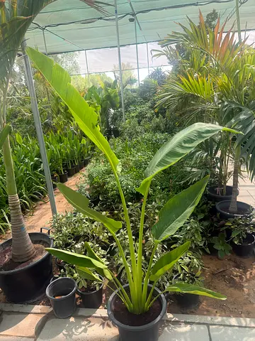 Traveller Palm