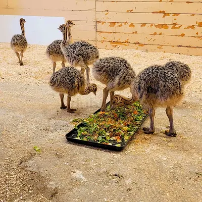 Ostrich chicks