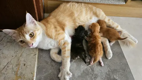 Mother cat with three newborn kittens 2 weeks — Free for adoption.