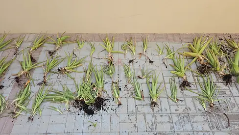 Aloe Vera Plant