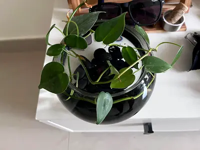 Indoor Plant in Glass Bowl with Decorative Stones