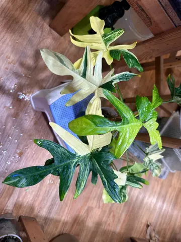 Philodendron Pedatum Variegated. Pickup near financial center metro. Delivery can be arranged