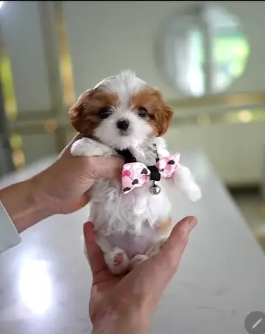 Tiny tea-cup Shih Tzu puppy — 10 weeks, healthy and playful