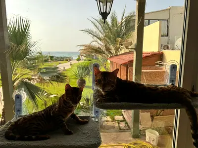 Two Bengal cats - friendly pair, male and female, 3 years old, adoption