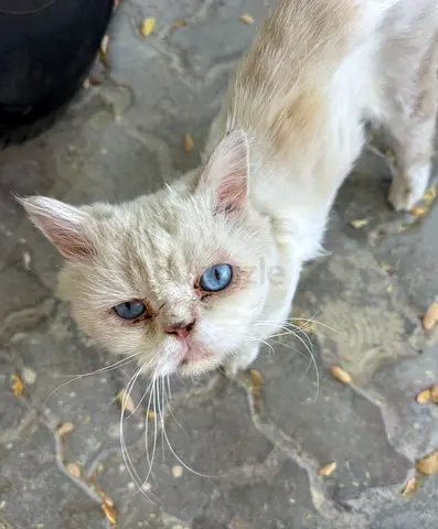 Lost cat , i think breed is persian