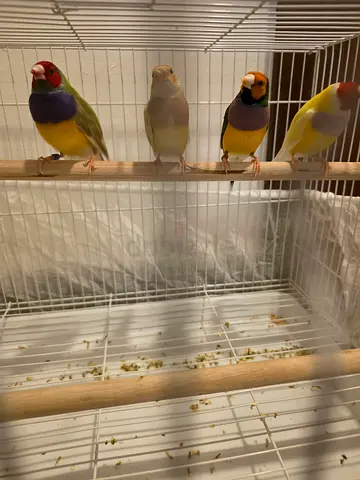 2 Pairs of Gouldian Finches with cage