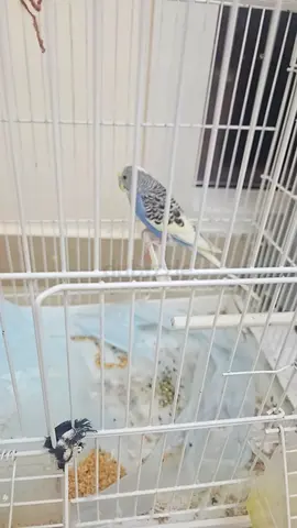 Looking for a new home: Friendly blue budgie (parakeet)
