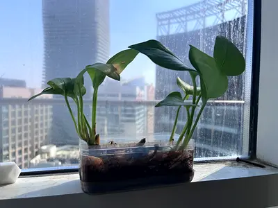 Green Potted Plants in Rectangular Container