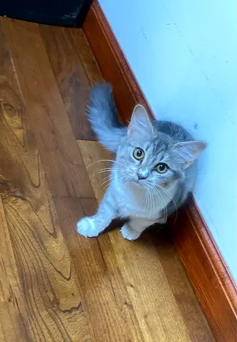 Free Kitten