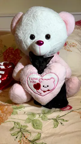 For free adoption, Female kitten 2.5 months old
